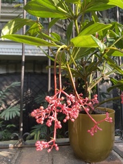 Medinilla pendula