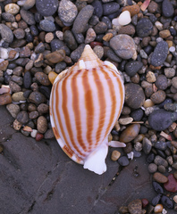 Phalium flammiferum