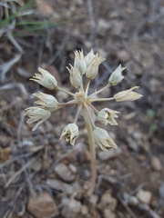 Allium macropetalum