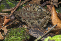 Limnonectes leporinus