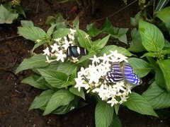 Heliconius sara fulgidus
