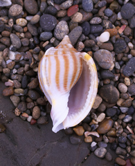 Phalium flammiferum