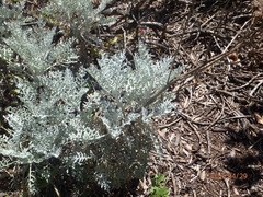 Constancea nevinii