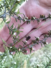 Dilophus nigrostigma