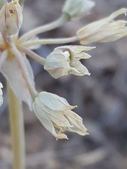 Allium macropetalum
