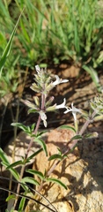 Syncolostemon pretoriae