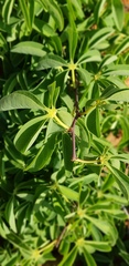 Adenia glauca