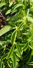 Adenia glauca