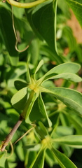 Adenia glauca