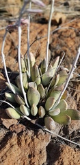 Adromischus umbraticola