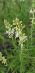 Ocimum angustifolium