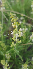 Ocimum angustifolium