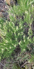 Ocimum angustifolium