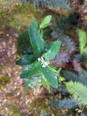 Pimelea drupacea