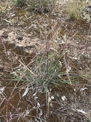 Enteropogon acicularis