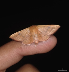 Banisia