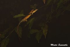 Pseudocalotes khaonanensis