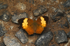 Cupha erymanthis lotis