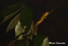 Pseudocalotes khaonanensis