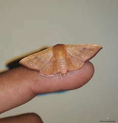 Banisia