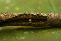 Tajuria melastigma