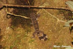 Cyrtodactylus brevipalmatus