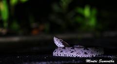 Calloselasma rhodostoma