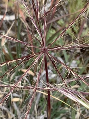 Enteropogon acicularis