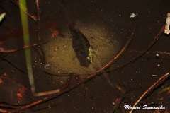 Nandus nebulosus