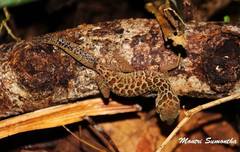 Cyrtodactylus zebraicus