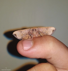 Banisia
