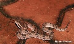 Calloselasma rhodostoma