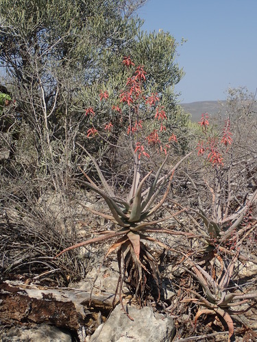 Aloe divaricata
