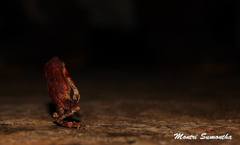 Ingerophrynus parvus