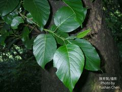 Ilex micrococca