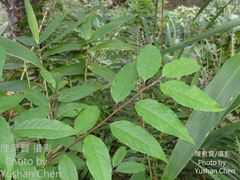 Ilex micrococca