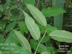 Ilex micrococca