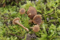 Hodophilus decurrentior