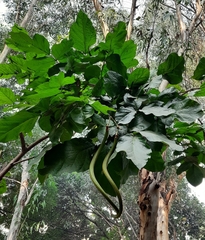 Fernandoa adenophylla