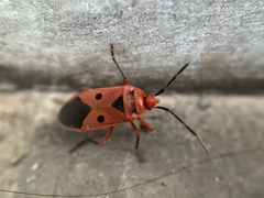 Physopelta slanbuschii