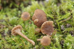Hodophilus decurrentior