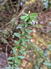Trochocarpa cunninghamii