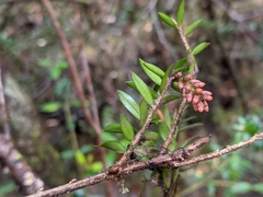 Trochocarpa cunninghamii