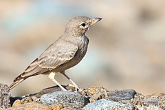 Desert Lark photo 5