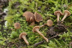 Hodophilus decurrentior
