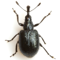 Haplorhynchites pseudomexicanus
