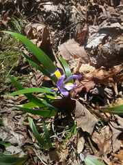 Iris verna
