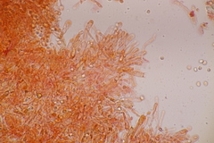Hodophilus decurrentior