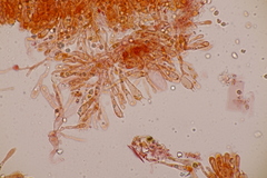 Hodophilus decurrentior
