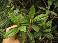 Miconia elaeoides